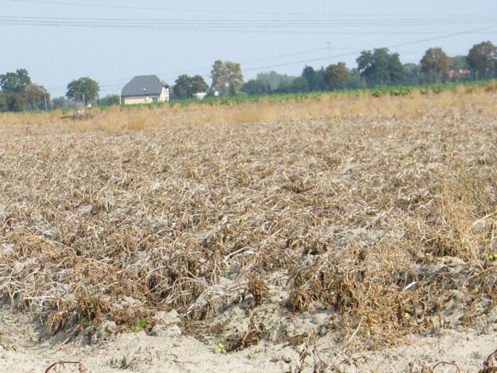wegetacja roślin, susza rolnicza, susza hydrologiczna, sebastian szklarek, Wielkopolska Izba Rolnicza