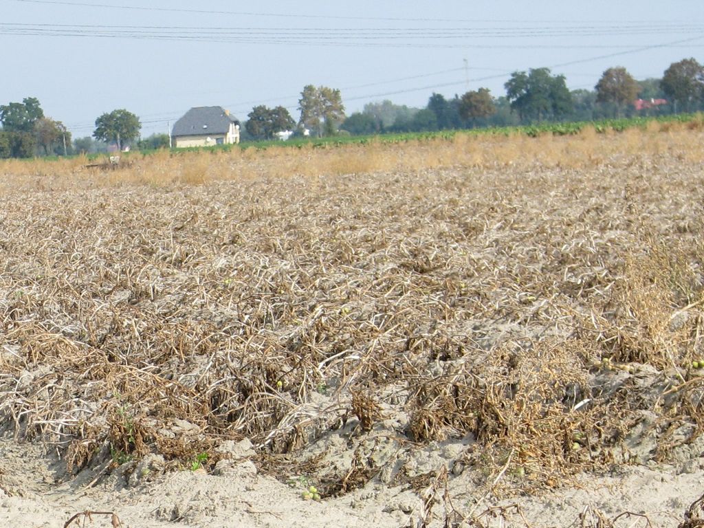 wegetacja roślin, susza rolnicza, susza hydrologiczna, sebastian szklarek, Wielkopolska Izba Rolnicza