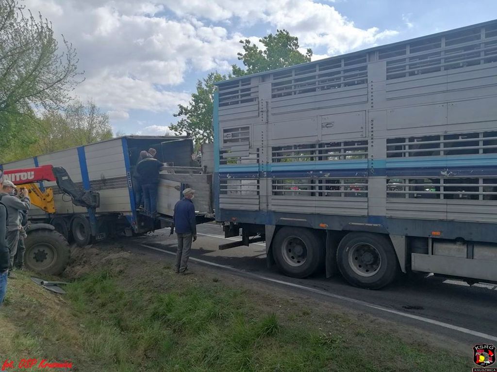 brazylia, ekport mięsa, wołowina, drób