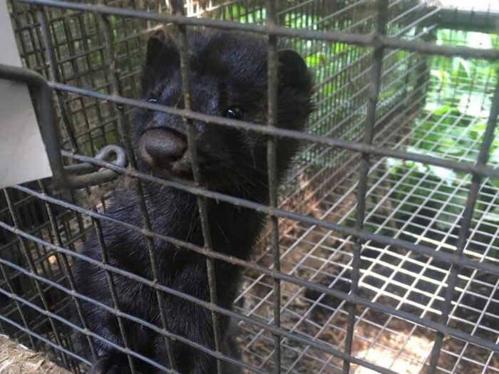 Koronawirus u zwierząt, Główny Inspektorat Weterynarii, PIW-PIB w Puławach