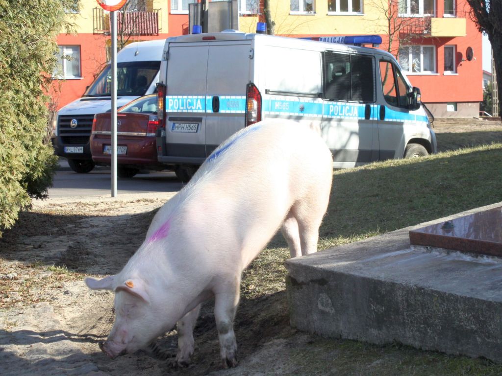 produkcja trzody chlewnej, ceny świń, opłacalność produkcji
