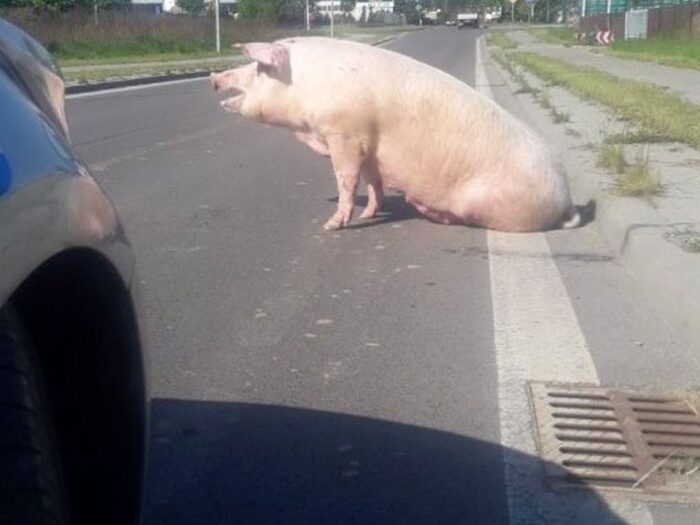 locha na jezdni, leżajsk, policja