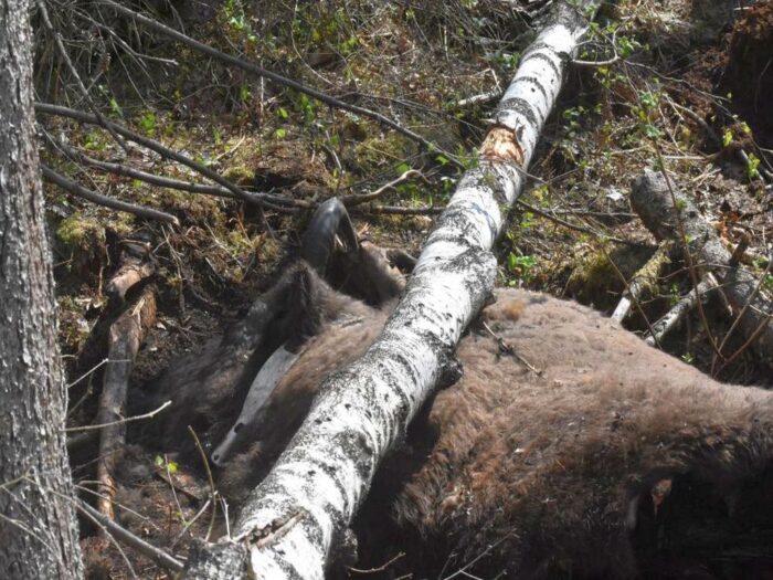 żubrzyca, Długi Bród, Nadleśnictwo Hajnówka, puszcza białowieska