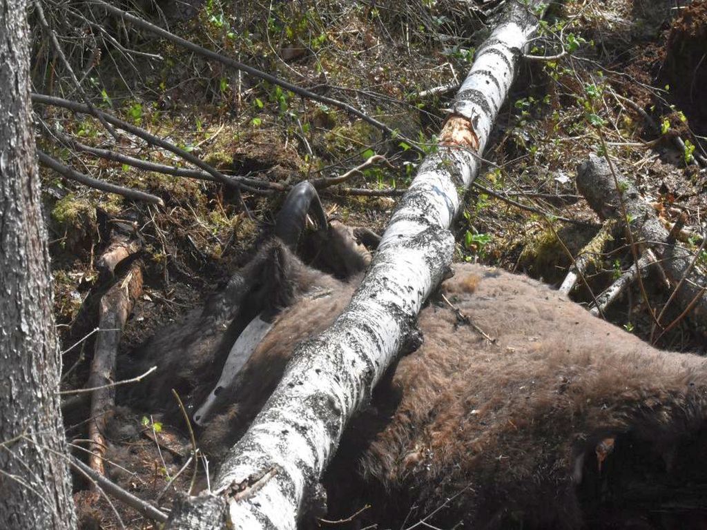 żubrzyca, Długi Bród, Nadleśnictwo Hajnówka, puszcza białowieska