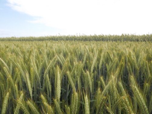 Agricola Lublin, dni pola, odmiany rzepaku ozimego, odmiany zbóż ozimych