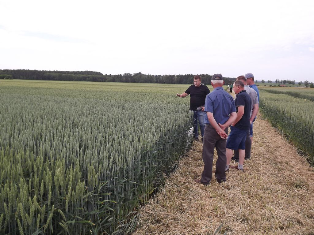 Agricola Lublin, dni pola, odmiany rzepaku ozimego, odmiany zbóż ozimych