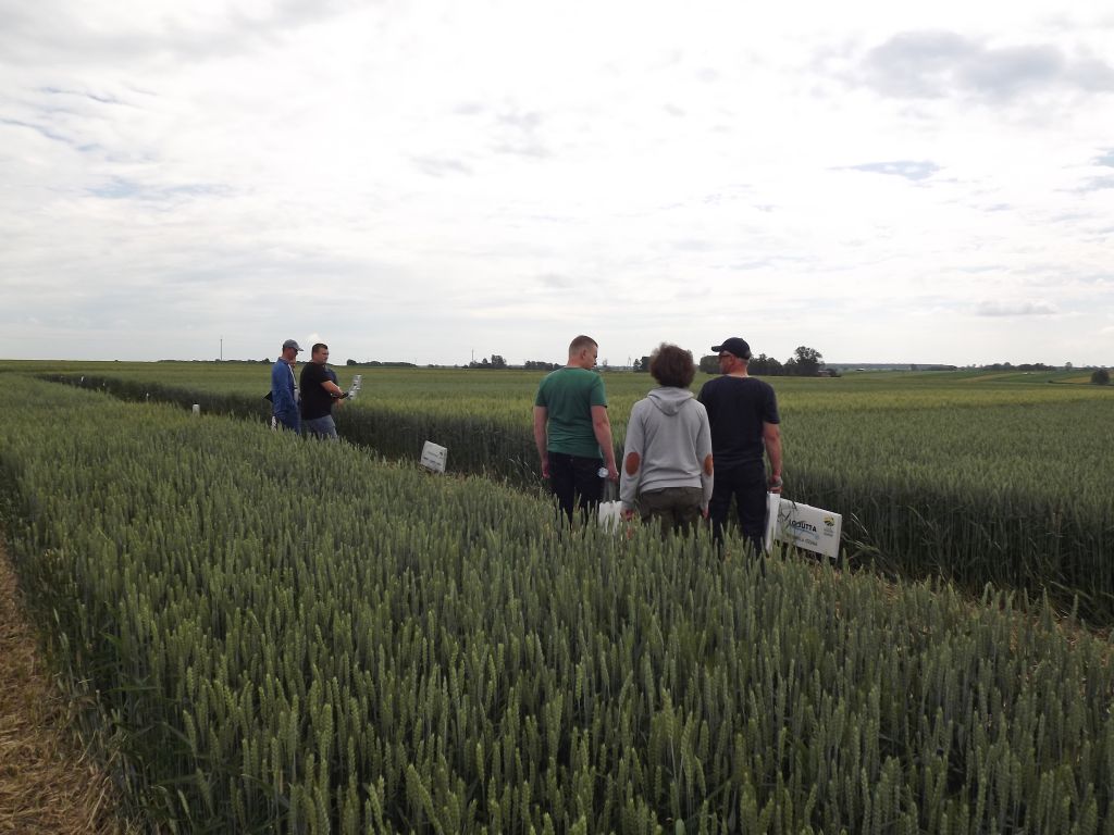 Agricola Lublin, dni pola, odmiany rzepaku ozimego, odmiany zbóż ozimych