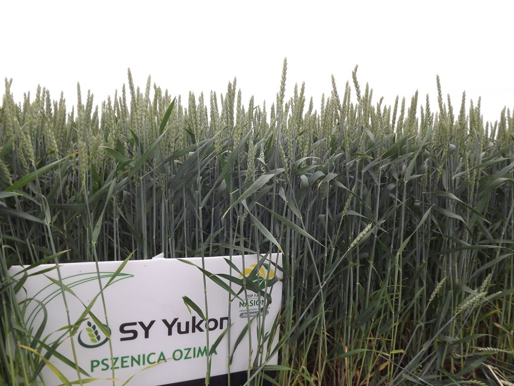 Agricola Lublin, dni pola, odmiany rzepaku ozimego, odmiany zbóż ozimych