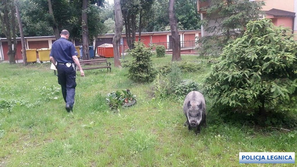 szkody, rolnicy, straty, prawo, przepisy, Prawo łowieckie, PIR, protest