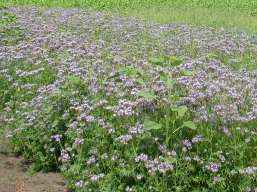 Związek Producentów Roślin Zbożowych, ubezpieczenia upraw rolnych i zwierząt gospodarskich