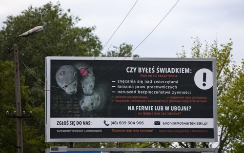 Stowarzyszenie Otwarte Klatki, fermy zwierząt, ubojnie, dobrostan zwierząt
