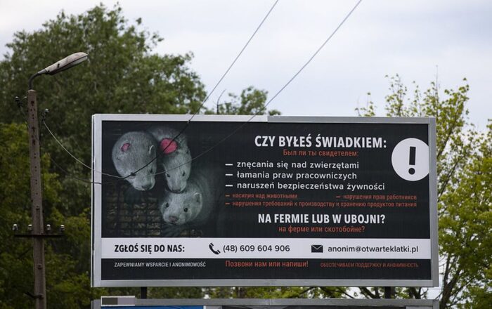 Stowarzyszenie Otwarte Klatki, fermy zwierząt, ubojnie, dobrostan zwierząt