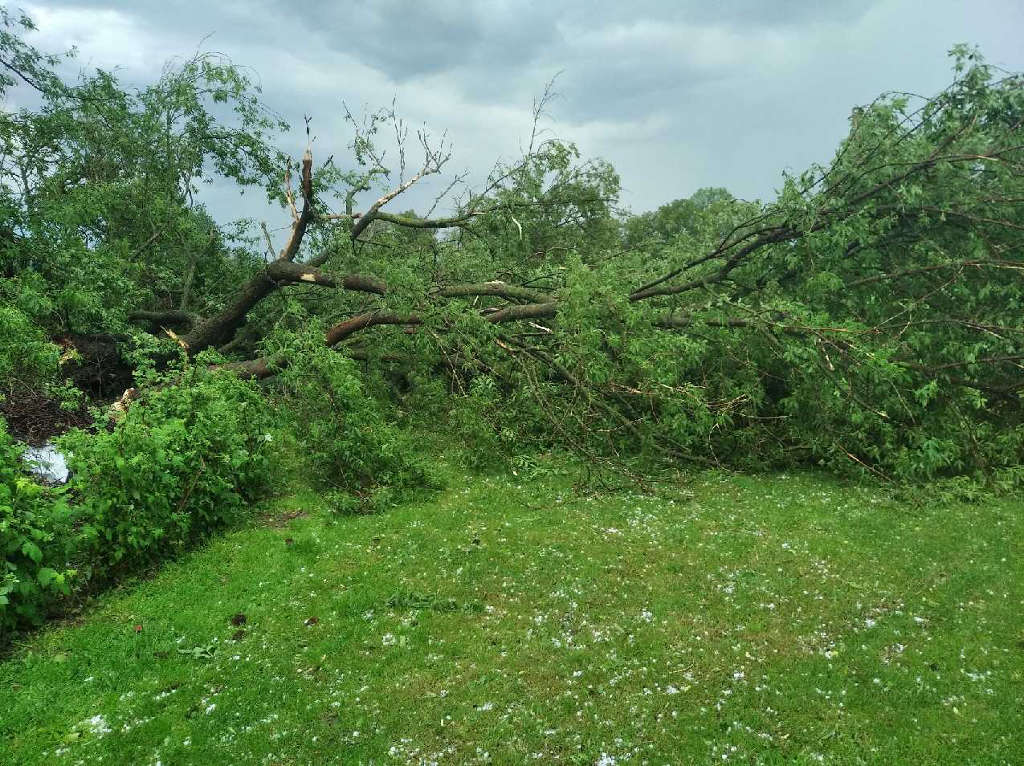 przewrócone drzewo, trawa