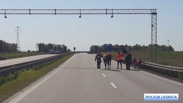 konie, ubezpieczenie konia, koń, ubezpiecz konia, Concordia Ubezpieczenia