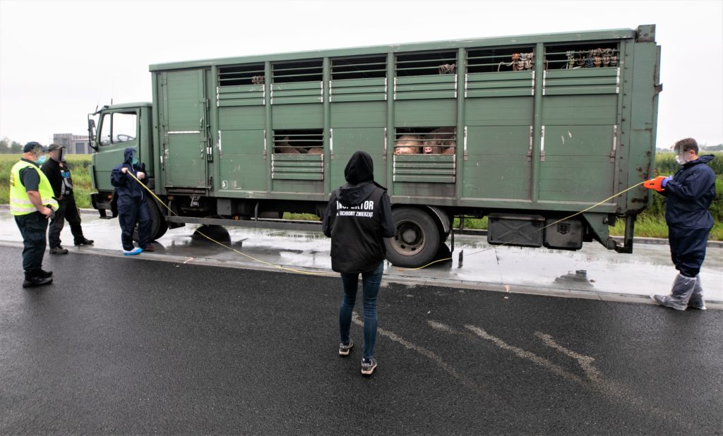 Instytut Ekonomiki Rolnictwa i Gospodarki Żywnościowej, poglowie świń w polsce, trzoda chlewna