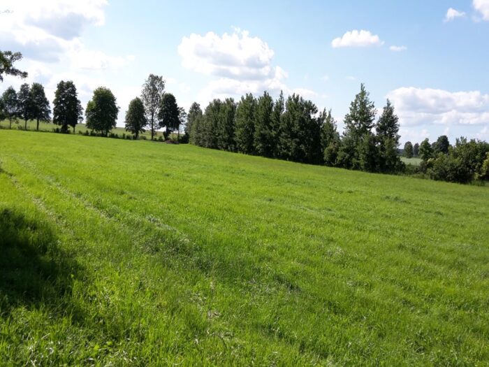 Sprzedaż traw do skoszenia, wojsko, siano, gmina oleśnica