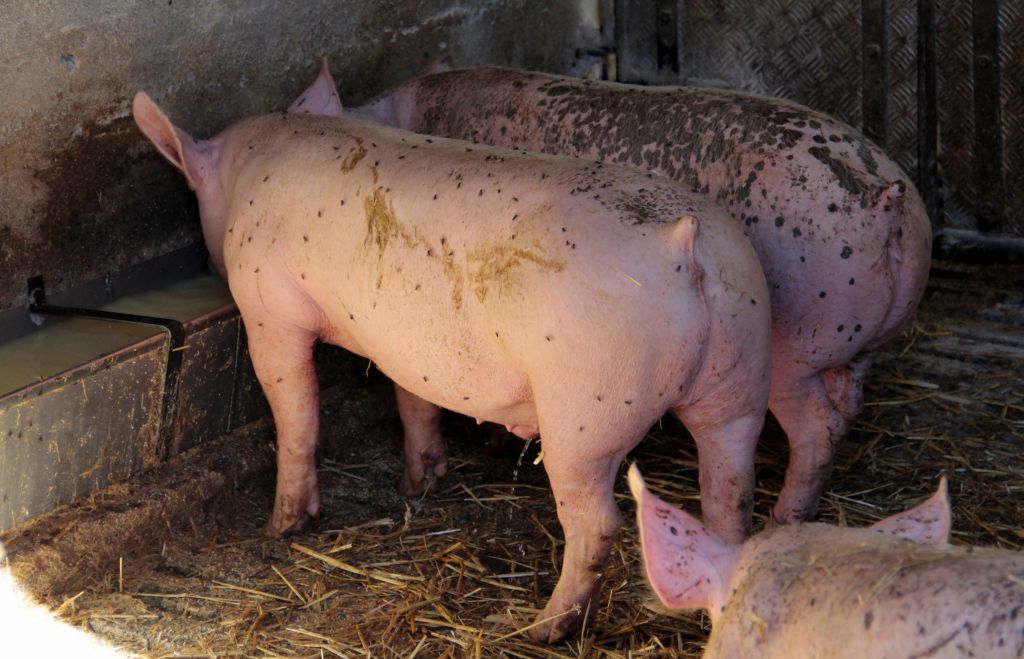 cena tuczników, trzoda chlewna, żywiec wieprzowy, półtusze wieprzowe, warchlaki, Polska