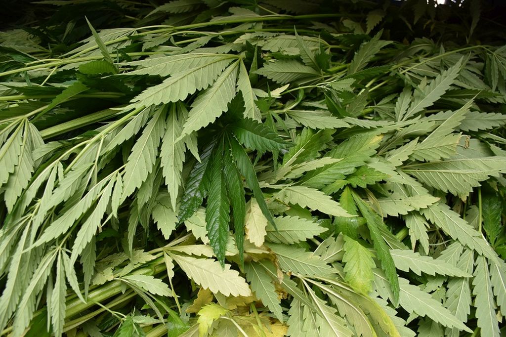 konopie włókniste, Cannabis Sativa L, Lublin