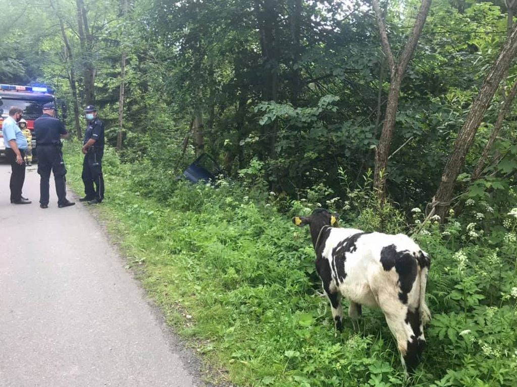 droga krajowa nr 57, szczytno, krowa na drodze, Zawady, powiat mławski