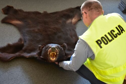 przestępstwo, policja, podkarpackie