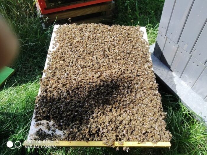 zatrucie pszczelich rodzin, pszczoły, owady, Paweł Kukiz