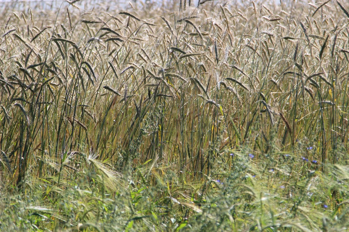 dzierżawa, ziemia, nieruchomości rolne, KOWR
