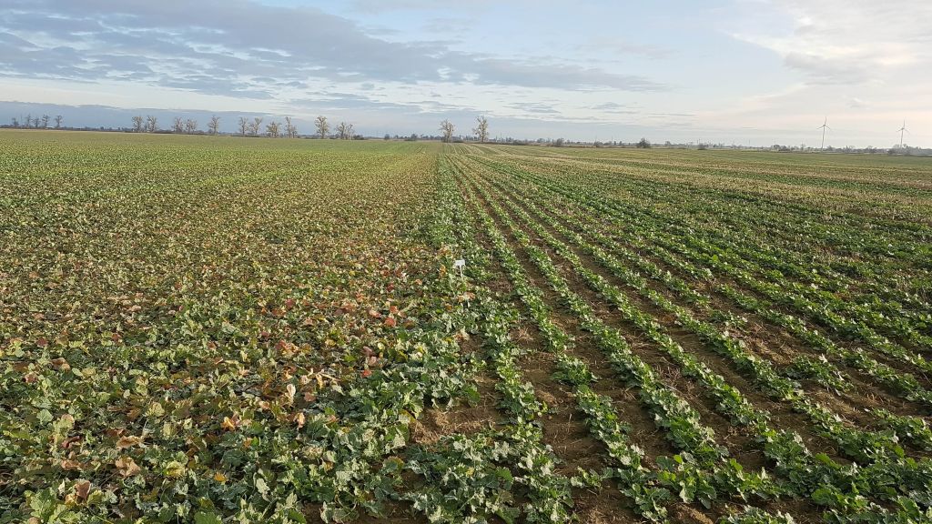 metody uprawy rzepaku ozimego, RZD IOR-PIB w Winnej Górze, strip-till, technologia uprawy rzepaku ozimego
