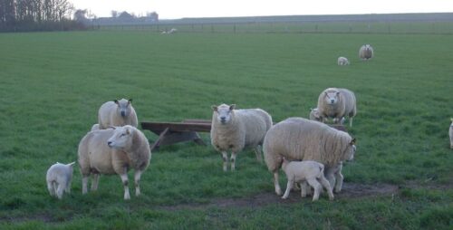 owce rasy Texel, hodowla owiec, Double Diamond, Jeff Aiken, lanark