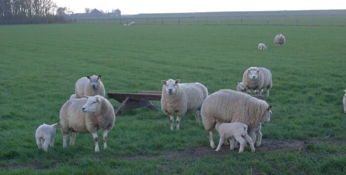 owce rasy Texel, hodowla owiec, Double Diamond, Jeff Aiken, lanark