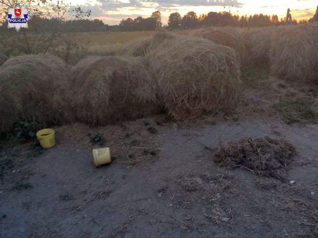 psy atakują zwierzęta hodowlane, gmina Tuchów, powiat tarnowski,