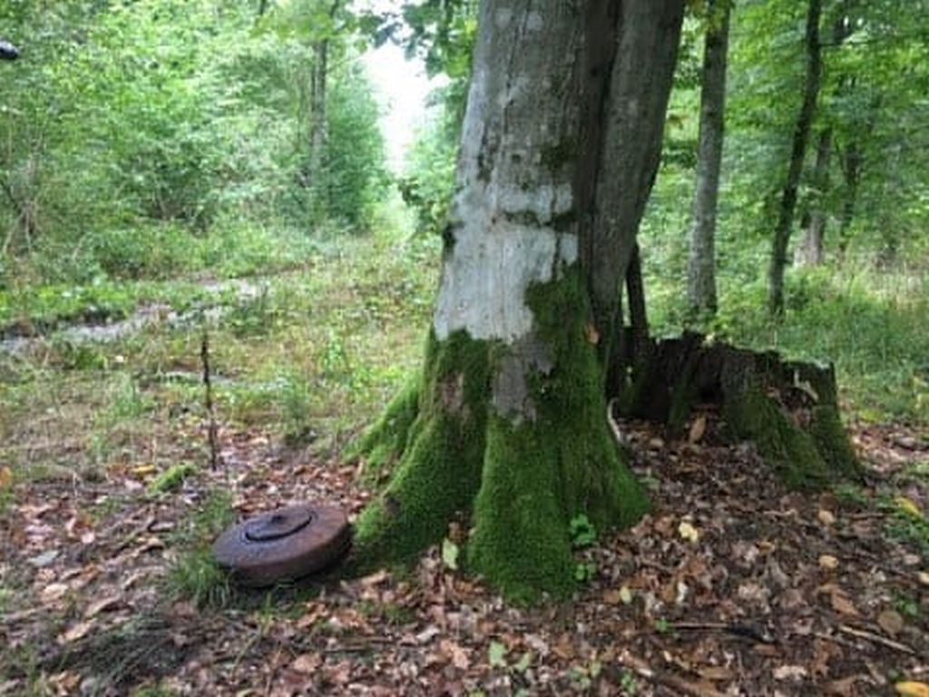 las, ściółka, pożary lasów, susza