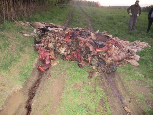 szczątki zwierzęce na drodze, Barcice, powiat nowosądecki