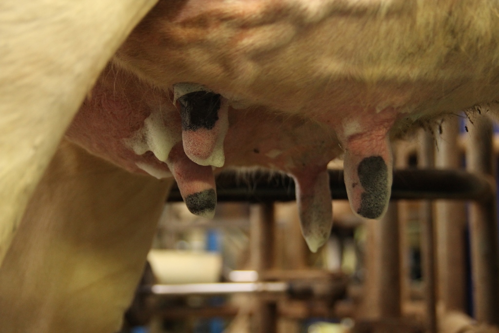 Seria Zdrowe Wymię, zdrowewymie.pl., Hoduj z Głową Bydło, mastitis, pobieranie próbek mleka, wymię, mleko, laboratorium