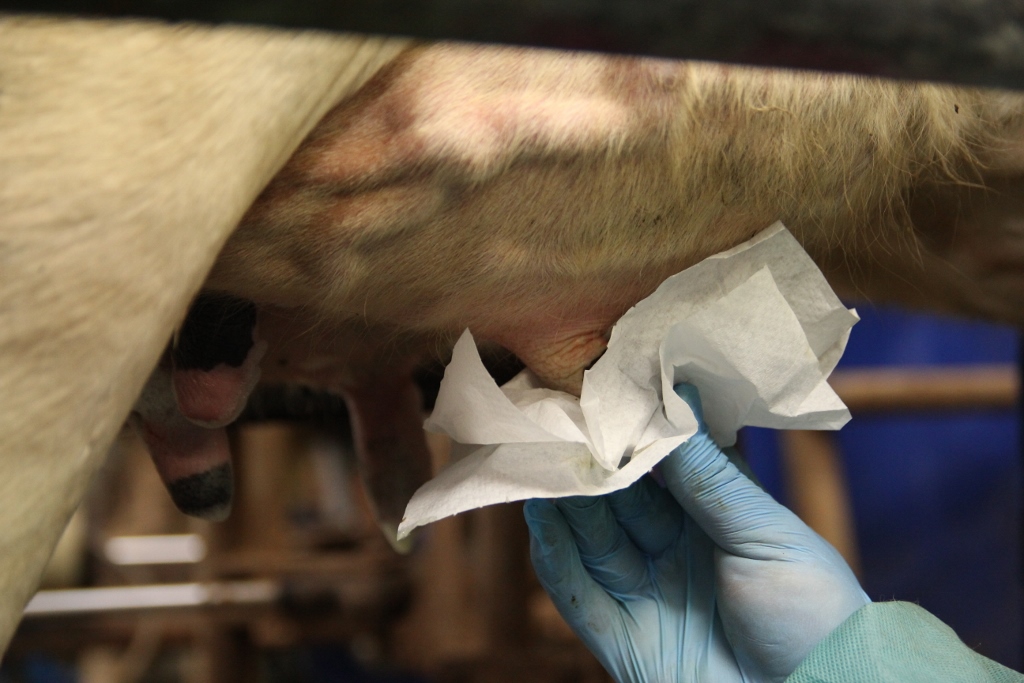 Seria Zdrowe Wymię, zdrowewymie.pl., Hoduj z Głową Bydło, mastitis, pobieranie próbek mleka, wymię, mleko, laboratorium