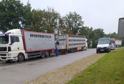Instytut Ekonomiki Rolnictwa i Gospodarki Żywnościowej, poglowie świń w polsce, trzoda chlewna