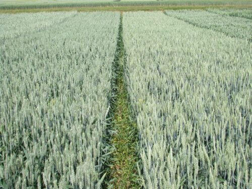 produkcja zbóż, pszenica, zboża paszowe