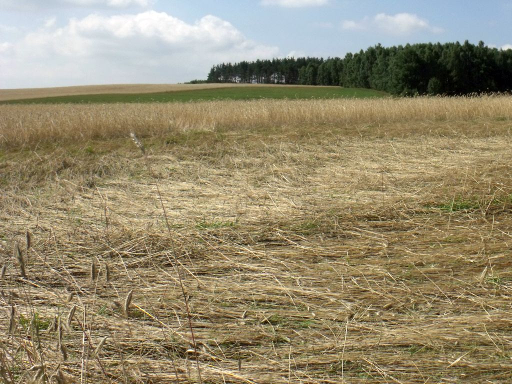 szacowanie szkód w uprawach, Polska Izba Ubezpieczeń, Małopolska Izba Rolnicza, ubezpieczalnie