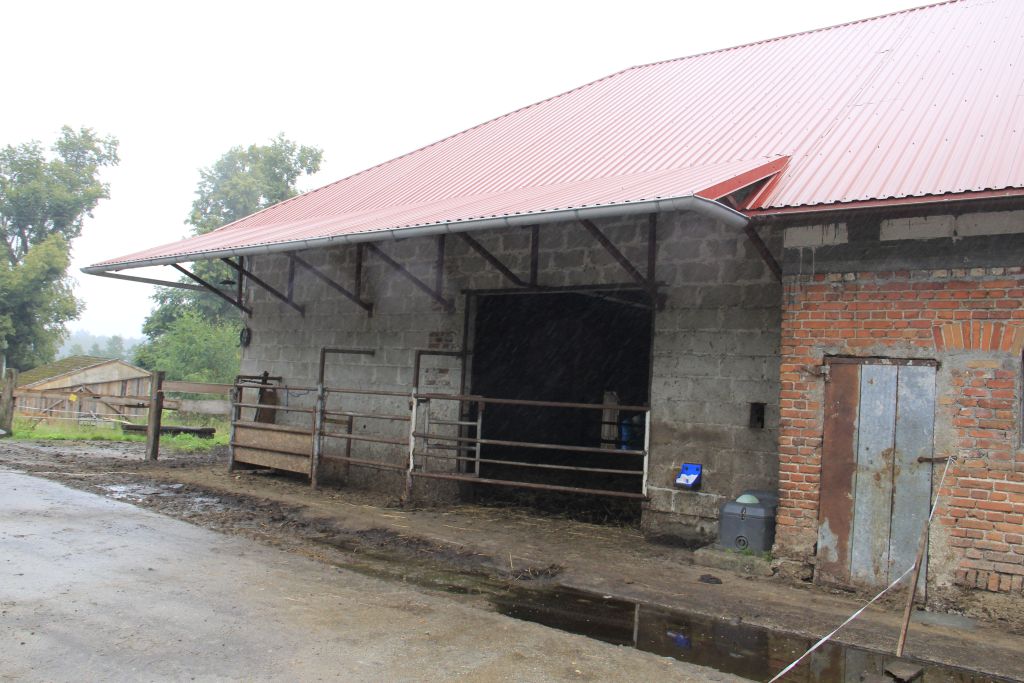bydło mięsne, rasa angus, produkcja odsadków, pastwiska, obora,