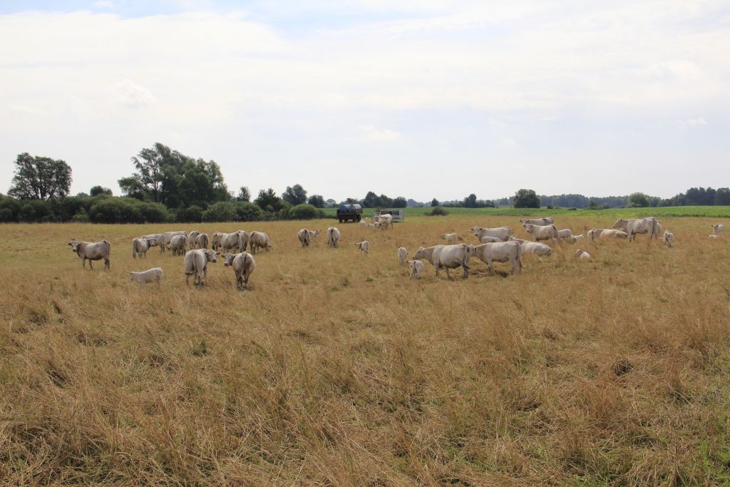 charolaise, bydło mięsne, produkcja odsadków, opas, mamki, wołowina