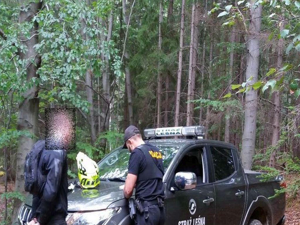 las, ściółka, pożary lasów, susza