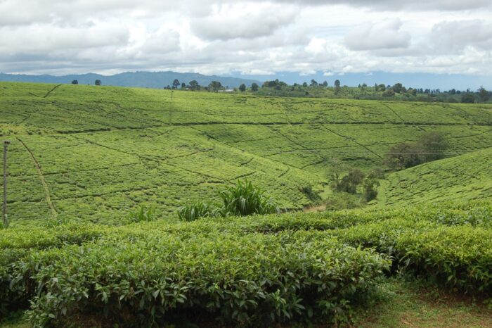Tanzania, rolnictwo w tanzanii, afryka