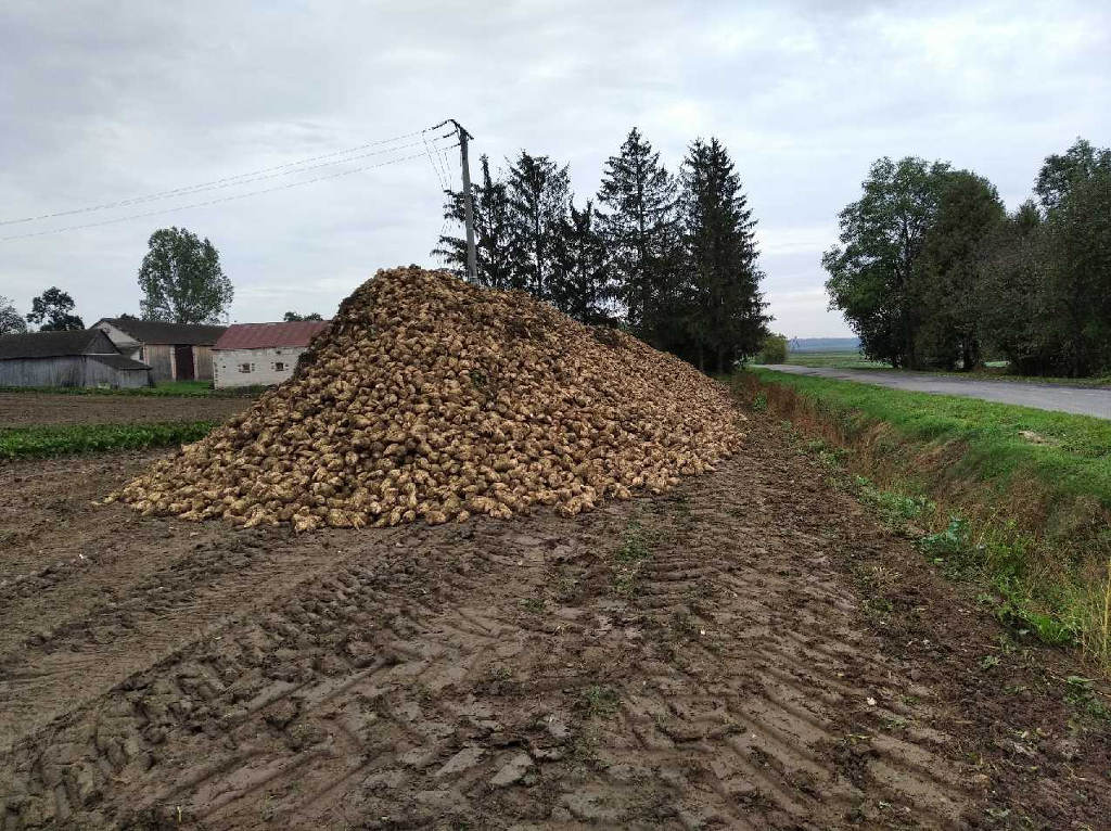 buraki, pole, Sahryń, pryzma