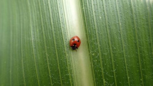 organizmy pożyteczne, owady pożyteczne, biologiczna ochrona roślin, naturalni wrogowie, rolnictwo zrównoważone