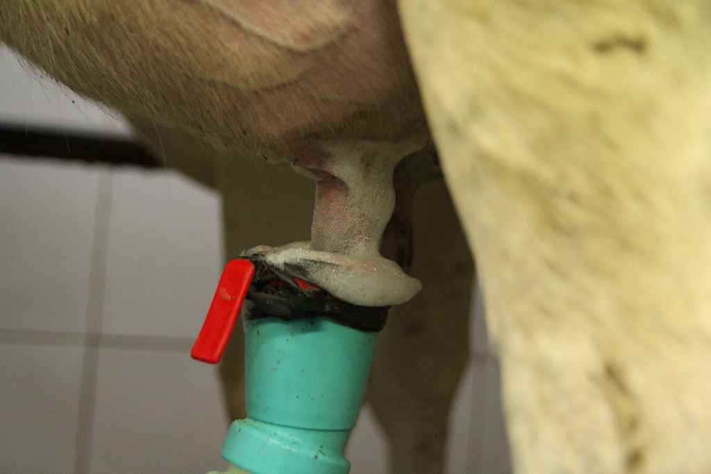 Zdrowe Wymię, higiena udojowa, predipping, postdipping, piana, strzyk, aparat udojowy, wymię, rękawiczki, mastitis