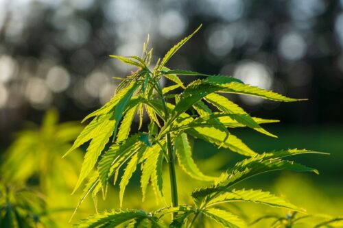 uprawa konopi indyjskich, nepal, marihuana