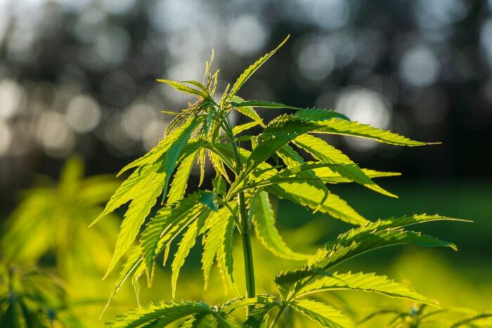 uprawa konopi indyjskich, nepal, marihuana