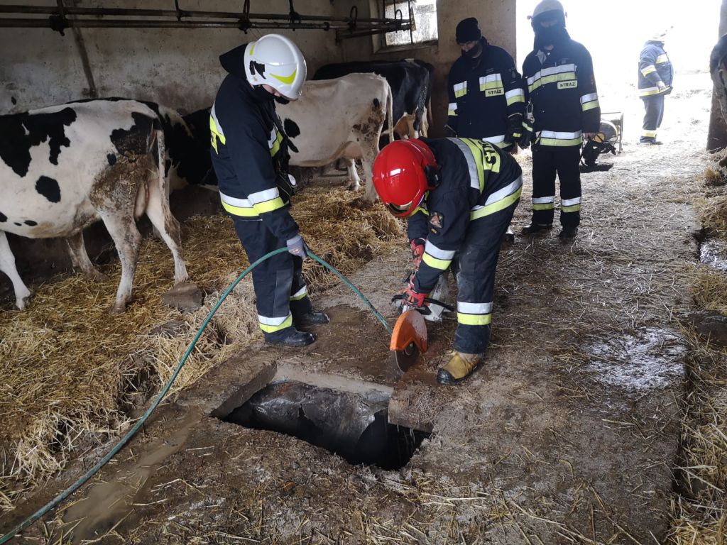 Zagrody, gmina Garbów, krowa w gnojowicy, OSP KSRG Żyrzyn