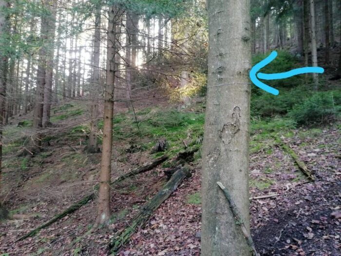 lubawka, stalowe linki pomiędzy drzewami, Nadleśnictwo Kamienna Góra