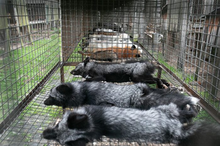 ferma lisów, zwierzęta futerkowe, Towaszystwo Opieki nad Zwierzętami,  Durzyn