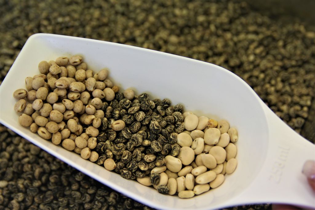 pasze GMO, pasze nonGMO, trzoda chlewna, drób, polskie białko, produkty białkowe, pasze dla zwierząt, groch, bobik